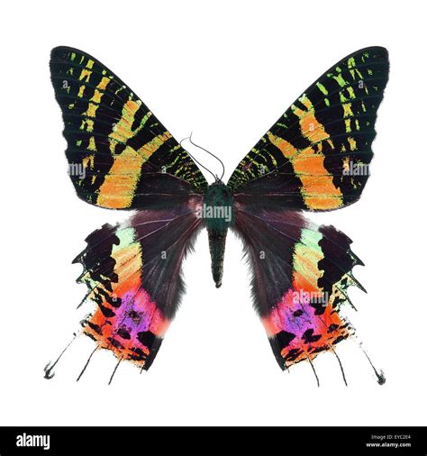 Beautiful multicolored butterfly, Sunset Moth, Urania ripheus ...