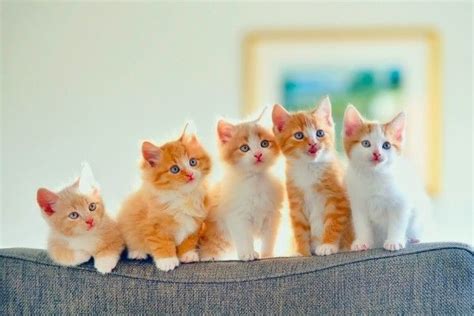 5 Cute Kittens Wallpaper - Kitten Baby Cute Cat -HD Wallpaper | Kitten ...