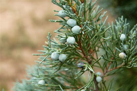 Rocky Mountain Juniper leaves and berries | Juniperus scopul… | Flickr