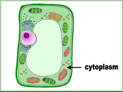 Cytoplasm Plant Cell Diagram