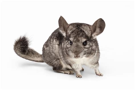 Chinchilla Facts (C. chinchilla and C. lanigera)