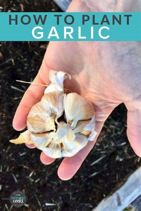 How to Plant Garlic - Step by Step | Sustainable Cooks