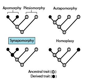 File:Synapomorphy.jpg - Wikimedia Commons