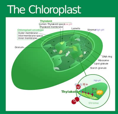 Chloroplast Structure, Function & Diagram - Lesson | Study.com