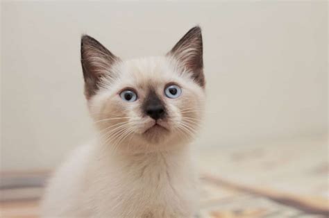 General Information About The Himalayan Siamese Cat