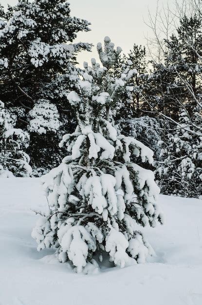 Premium Photo | Fir tree under the snow