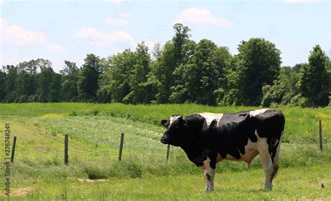 Fully grown Holstein bull in the meadow Stock Photo | Adobe Stock