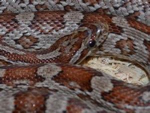 Corn Snake Morphs – 27 Morph List, Pictures & Descriptions | Beyond The ...