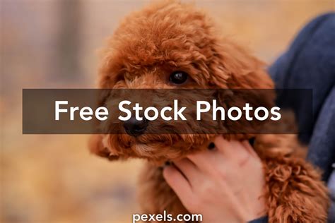 Brown Poodle Puppy Photos, Download The BEST Free Brown Poodle Puppy Stock Photos & HD Images