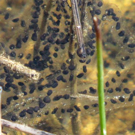 American Toad | The Arboretum