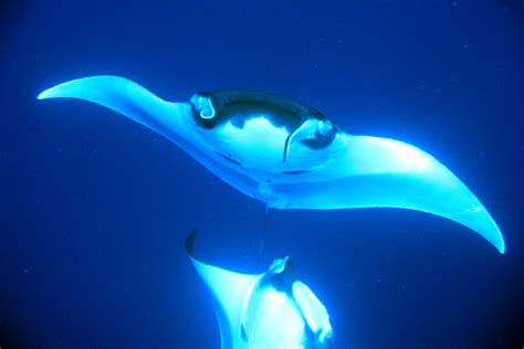 All About the Mysterious Giant Manta Ray - Manta Ray Advocates Hawaii