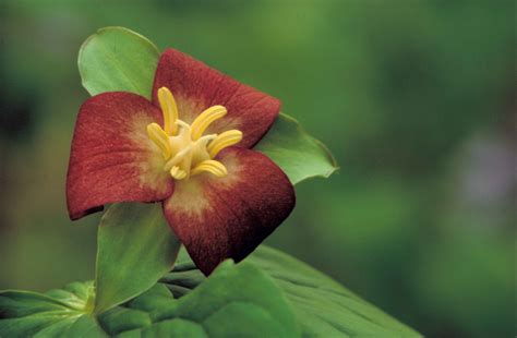 Free picture: nodding, trillium, plant, flower, trillium cernuum