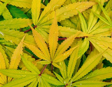 Why Cannabis Leaves Turn Yellow - Marijuana Grow Shop