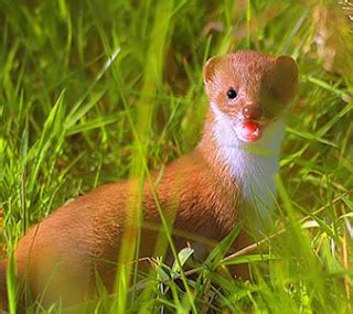 Weasel A Cute Animal-Wildlife | The Wildlife