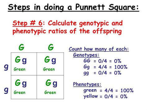 Dihybrid Punnett Square Genotype Ratio / PPT - Chapter 11 Introduction to Genetics PowerPoint ...