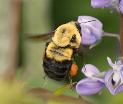 Brown-belted Bumble bee, Bombus griseocollis - Bumble Bees of Washington State Bumble Bees of ...