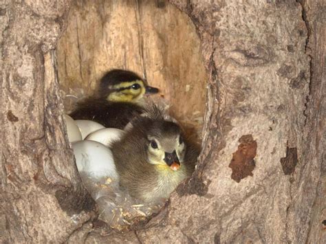 Wood Duck Nesting (Behavior, Eggs, Location + FAQs) | Birdfact