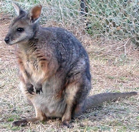 BAMZ Welcomes Three New Tammar Wallabies - Bernews