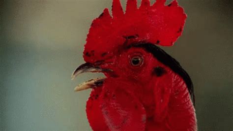 Cock Chicken GIF - Cock Chicken Rooster - Discover & Share GIFs