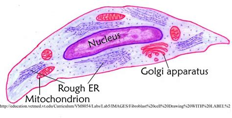 Muscle cell diagram | Healthiack