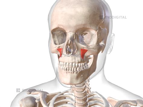 Levator anguli oris | BioDigital Anatomy