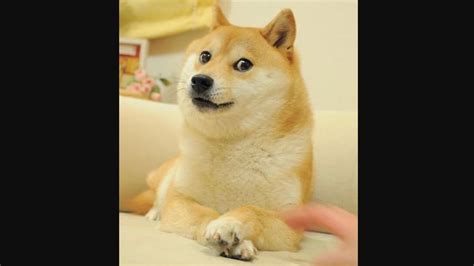 The Shiba Inu dog from the doge meme turns 16, celebration post goes ...