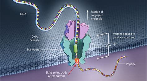 DNA Nanopore Sequencing Adapted for Protein Sequence Comparisons | TS ...