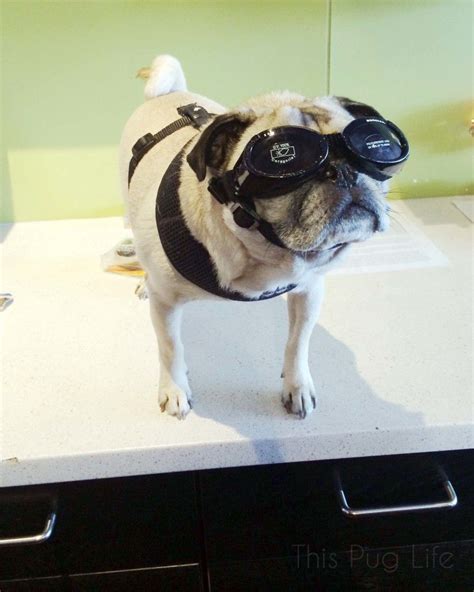 Pug Wearing Sunglasses at Night