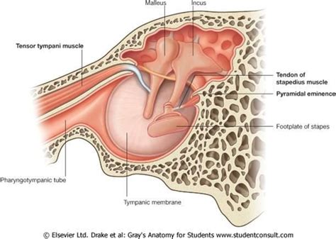 ปักพินในบอร์ด Audiology