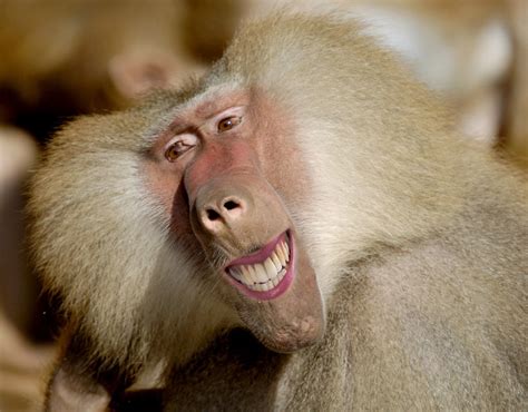 A grinning Baboon | Hilarious smiling animals around the world ...