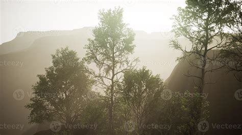 Pine trees and Huangshan mountains in China 5604529 Stock Photo at Vecteezy