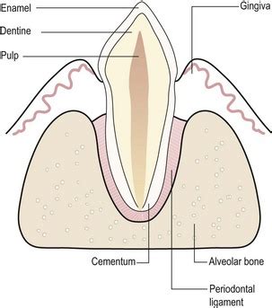 Anatomy of the teeth and periodontium | Veterian Key