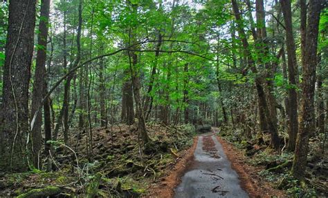 Aokigahara Forest of Japan: The Suicide Paradox - Historic Mysteries