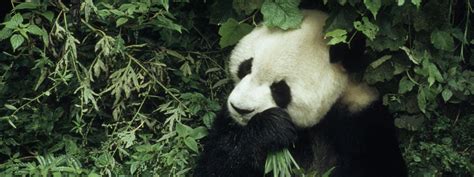 Peppers Help Pandas in China’s Sichuan Province | Stories | WWF