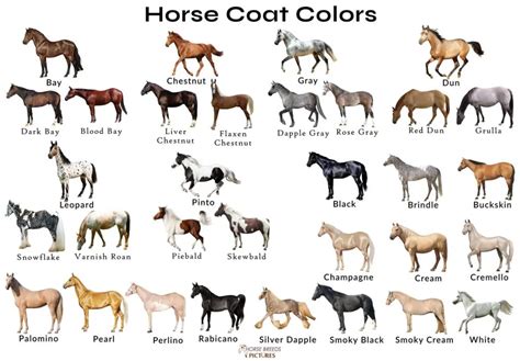 25 Common Horse Coat Colors & Patterns (With Color Chart)