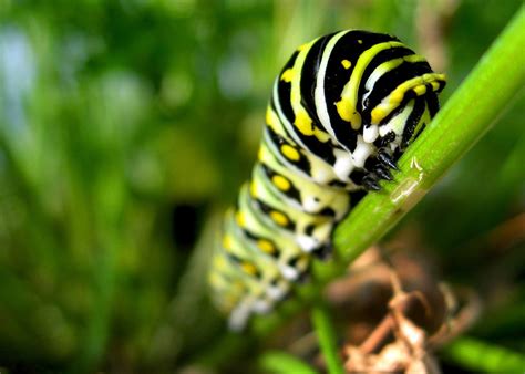 Late instar Eastern Black Swallowtail Caterpillar eating Italian Parsley | Smithsonian Photo ...