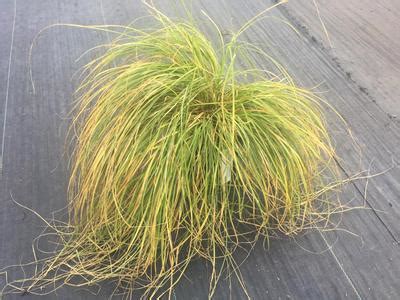 Carex divulsa Grassland Sedge from Pleasant Run Nursery