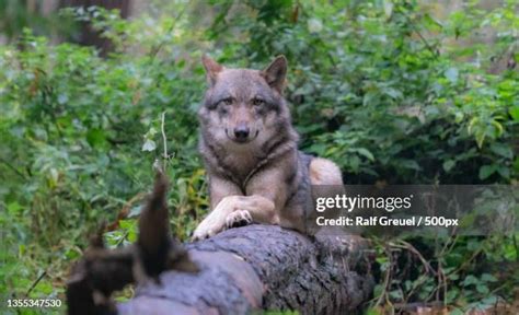 Sitting Wolf Photos and Premium High Res Pictures - Getty Images