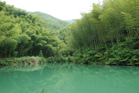 Bamboo Forest, China | Forest flowers, Bamboo forest, Forest river