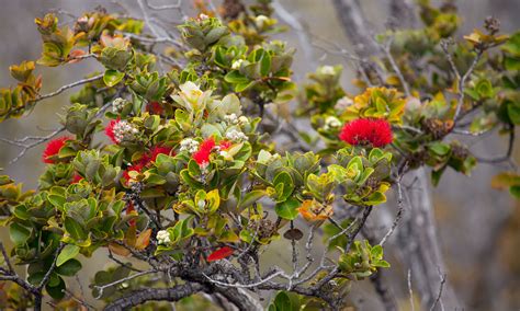 Ohia lehua: protecting a Hawaiian symbol | Hawaiian Airlines