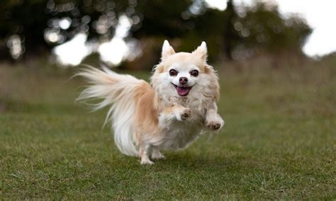 Chihuahua Dog Breed: Characteristics, Care & Photos | BeChewy