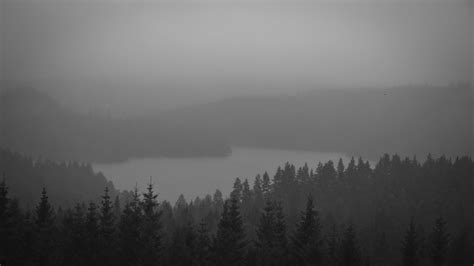 black and white #forest #lake #mist #4K #wallpaper #hdwallpaper # ...