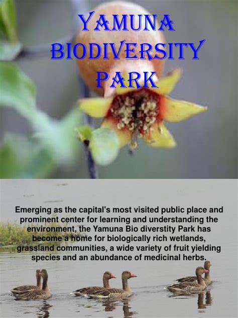 Yamuna Biodiversity Park ppt. | Ecoregions | Forests