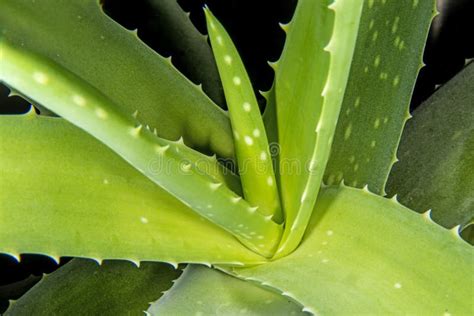 Aloe vera, medicinal plant stock image. Image of medical - 138445185