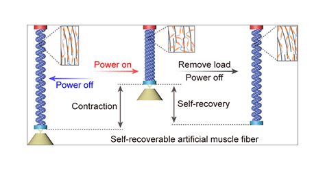 Pretension-Free and Self-Recoverable Coiled Artificial Muscle Fibers ...