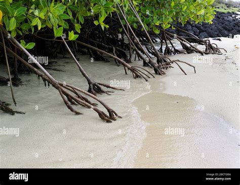 Root adaptations hi-res stock photography and images - Alamy