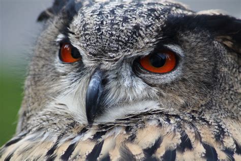 無料画像 : 鳥, 翼, 野生動物, 嘴, 動物相, 猛禽, 閉じる, 目, 脊椎動物, ファルコン, イーグルフクロウ, ボボボロ, 夜間 ...