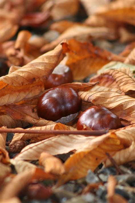 Conkers | Conkers, Bare tree, Autumn