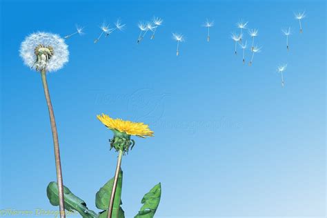 Blowing Dandelion Wallpaper - WallpaperSafari