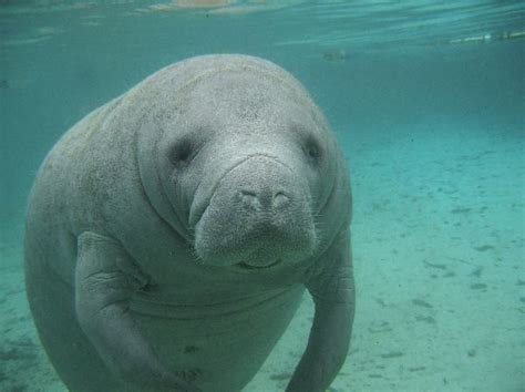 Manatee Habitat